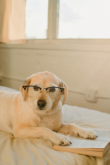 dog wearing glasses, book