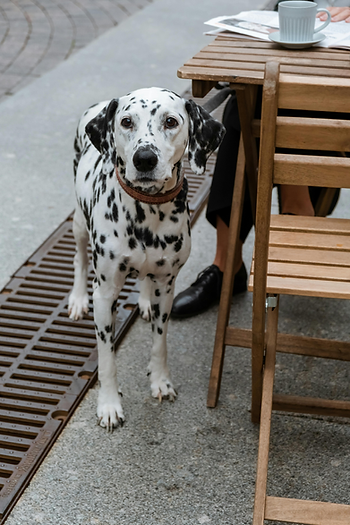 Dog at restaurant