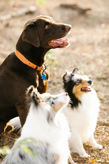 3 dogs sitting