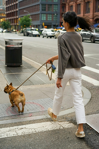 walking dog, in city