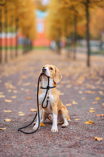 Dog, holding leash