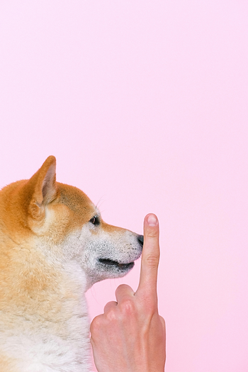 Dog, finger