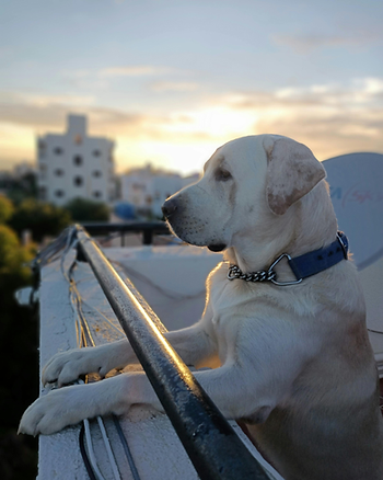 dog on boat