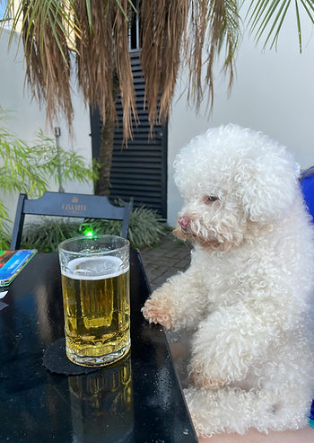 dog, glass of beer