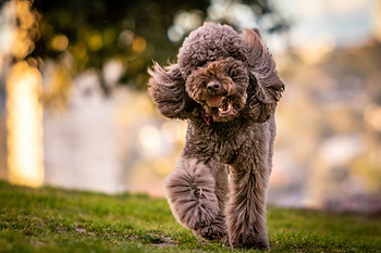 Dog running freely in an off-leash area