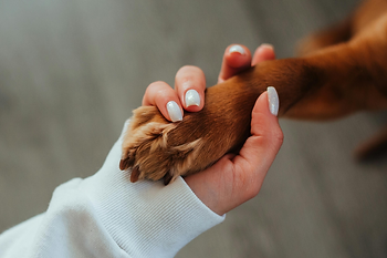 hand, paw