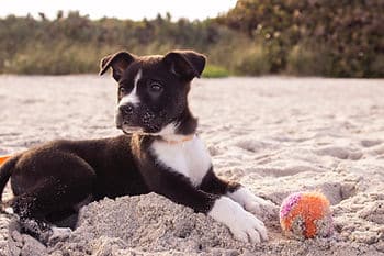 puppy on beach