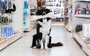 dog in store, holding bone