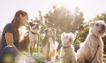 leashed dogs, owner sitting