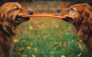 dogs playing with toy
