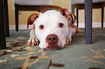dog laying under table