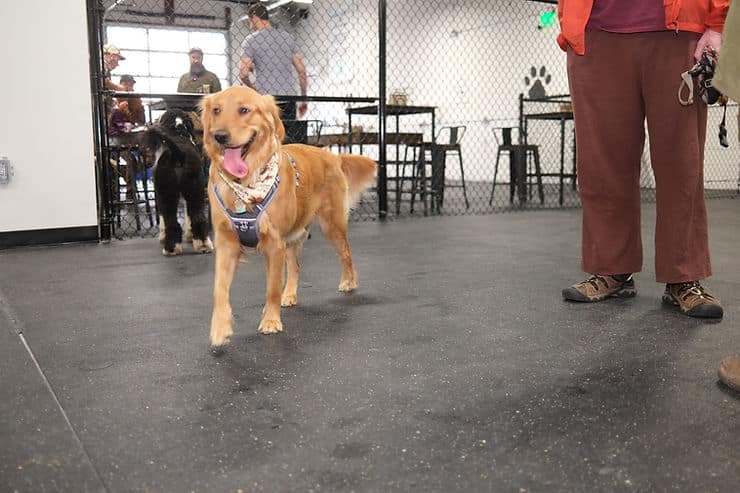 dog running around an indoor dog park