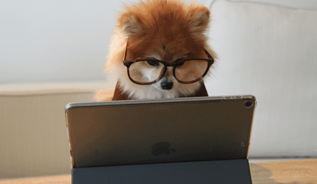 Dog Training Programs in Arlington, VA: Real-World Results Through the Train for Reality Method