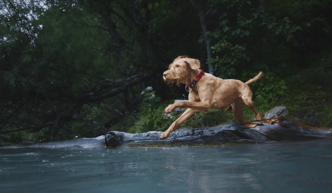 Dog Agility in Arlington, VA: The Perfect Blend of Fitness, Focus, and Fun
