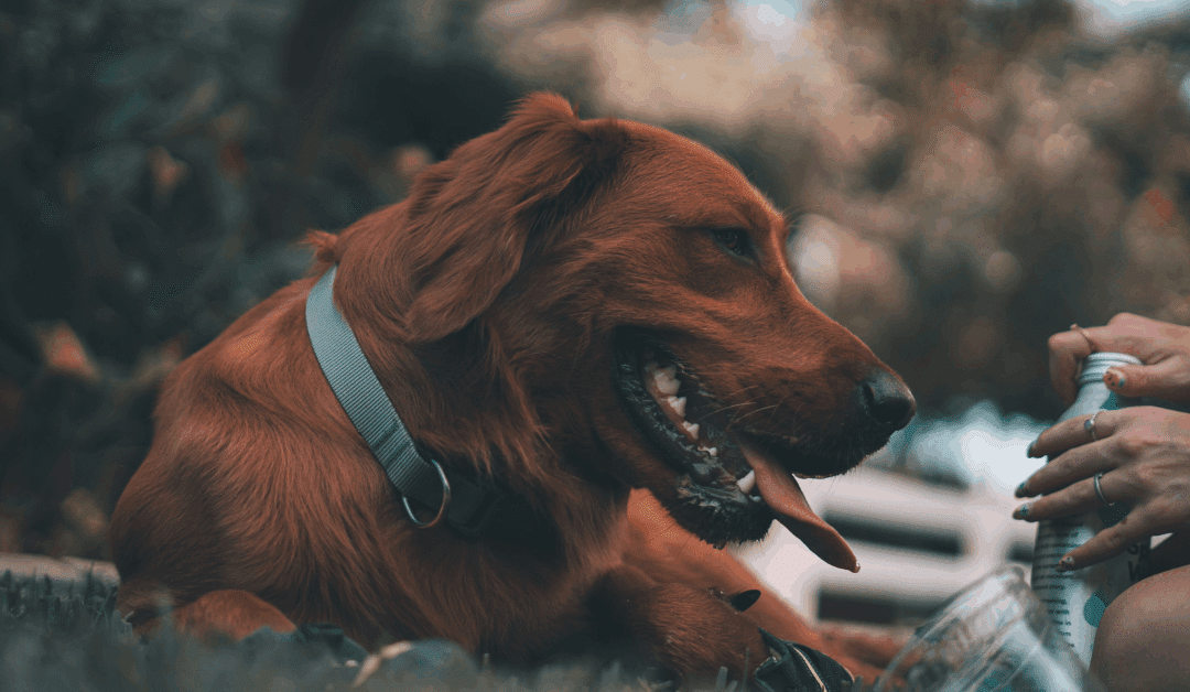 Dog Enrichment with Purpose: How Canine Cardio in Arlington Helps Dogs Thrive Through Movement