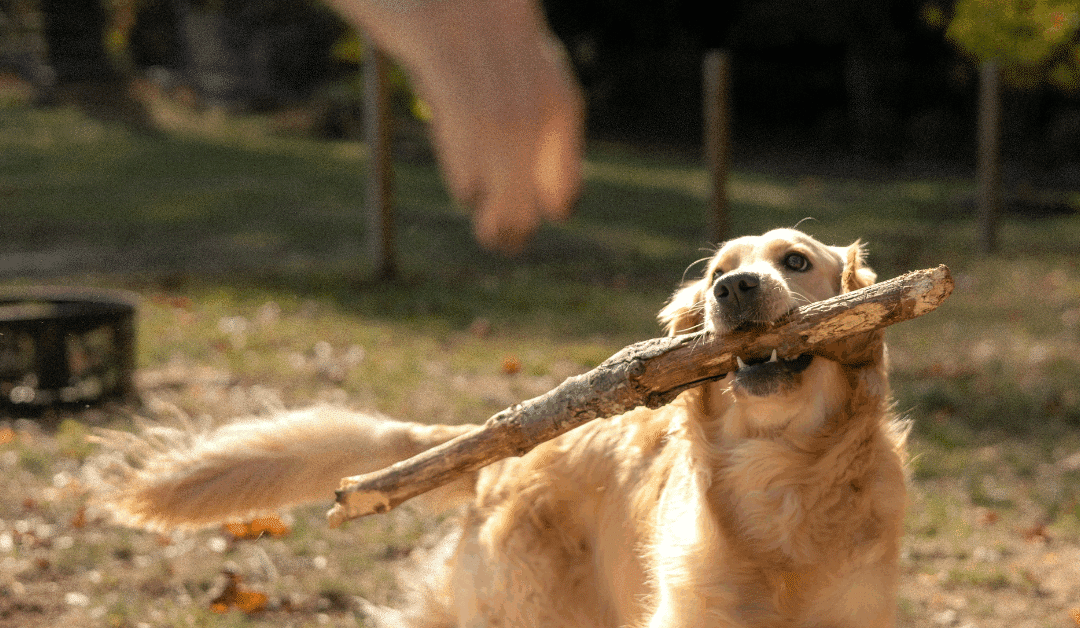 Dog Enrichment Ideas for Arlington Pet Owners: Purposeful Play That Builds Confidence and Focus