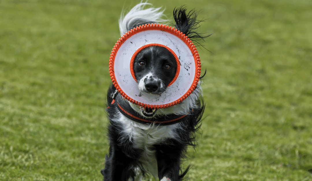Enrichment Activities for Dogs in Arlington, VA: Structured Fun That Strengthens Mind and Body