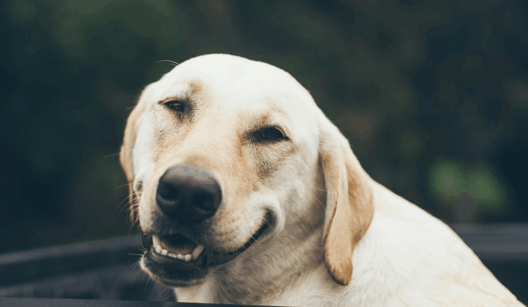 How to Calm a Dog Down in Arlington: Why Exercise, Leadership, and Routine Work Better Than Treats