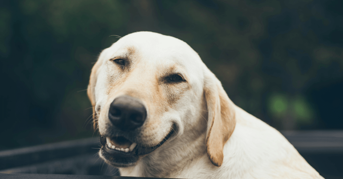 How to Calm a Dog Down in Arlington: Why Exercise, Leadership, and Routine Work Better Than Treats