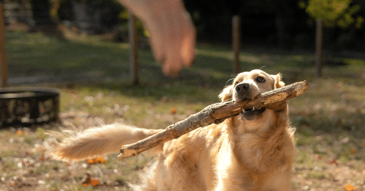 dog enrichment ideas