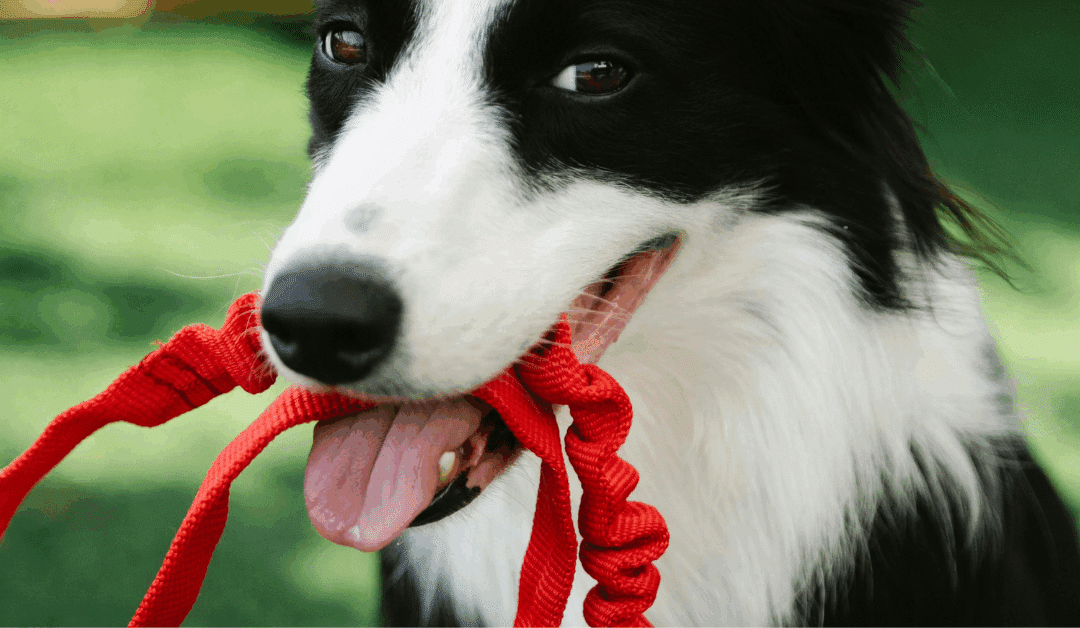Dog Friendly Parks in Arlington | Safe, Structured Spaces for Calm, Confident Socialization