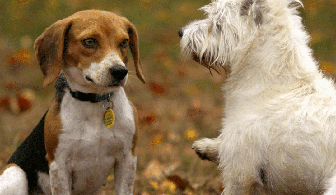Dog Psychology in Arlington, VA: Understanding How Structure and Movement Shape a Balanced Mind