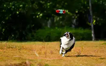 Top Dog Park Features for Ultimate Canine Fun