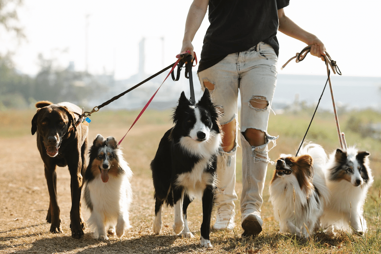 pack of dogs, leash training