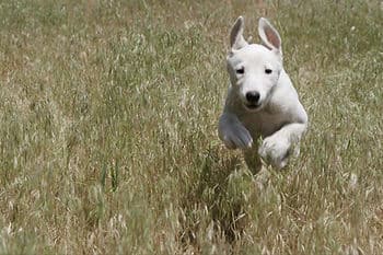dog running in field