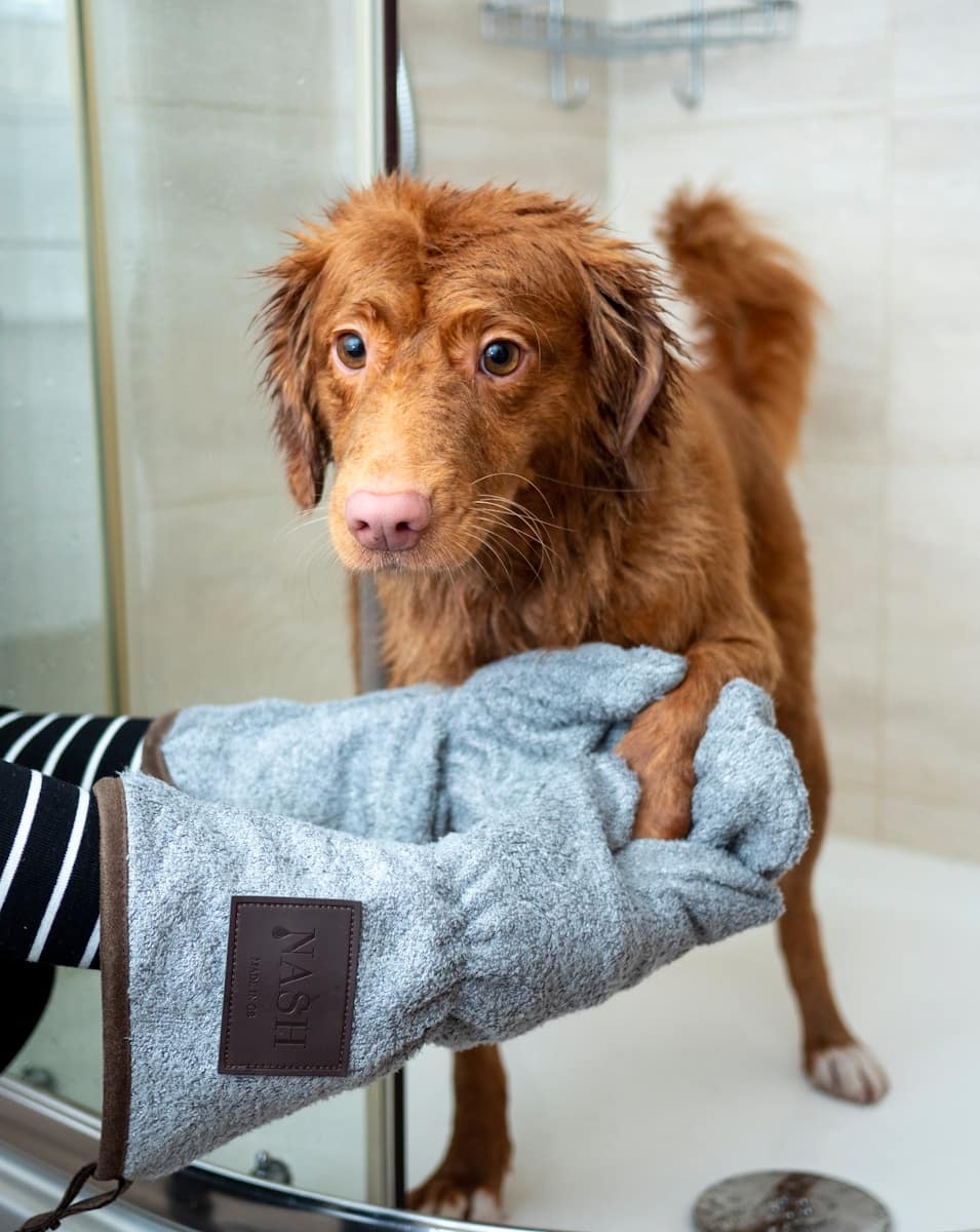 brown long coated dog on blue towel dog bath in arlington virginia