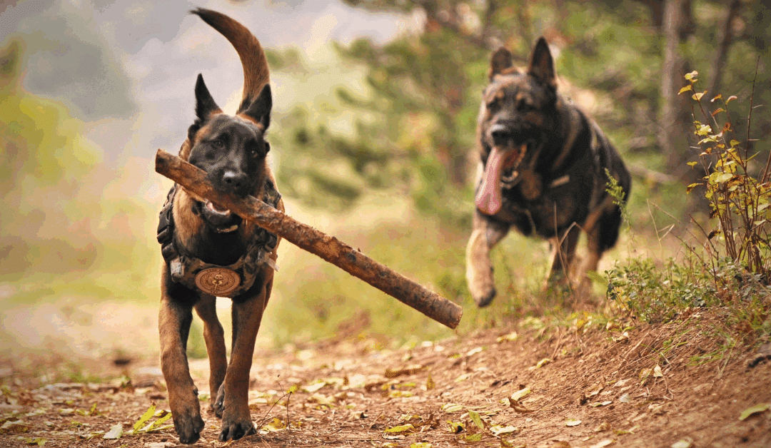 Local Dog Trainer Spotlight | How Canine Cardio Is Redefining Dog Fitness in Arlington, VA