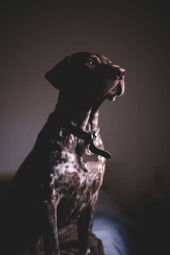 German Shorthaired Pointers