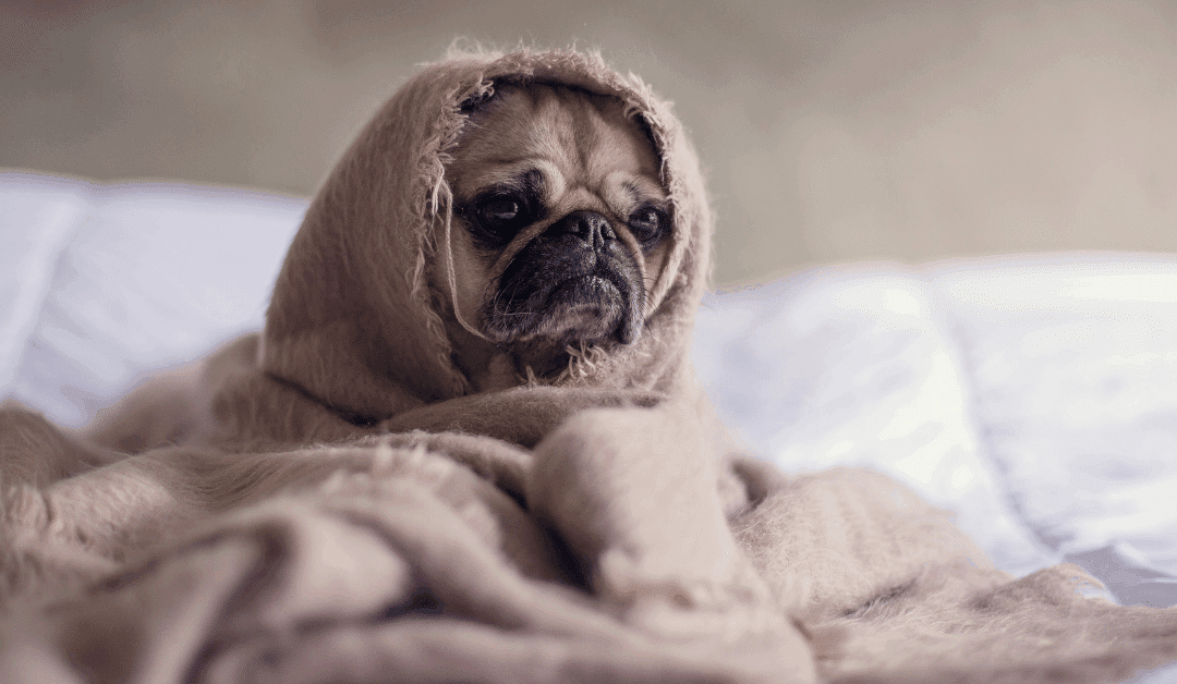 Nervous Dog in Arlington? How Structured Exercise and Pack Leadership Can Build Trust and Confidence