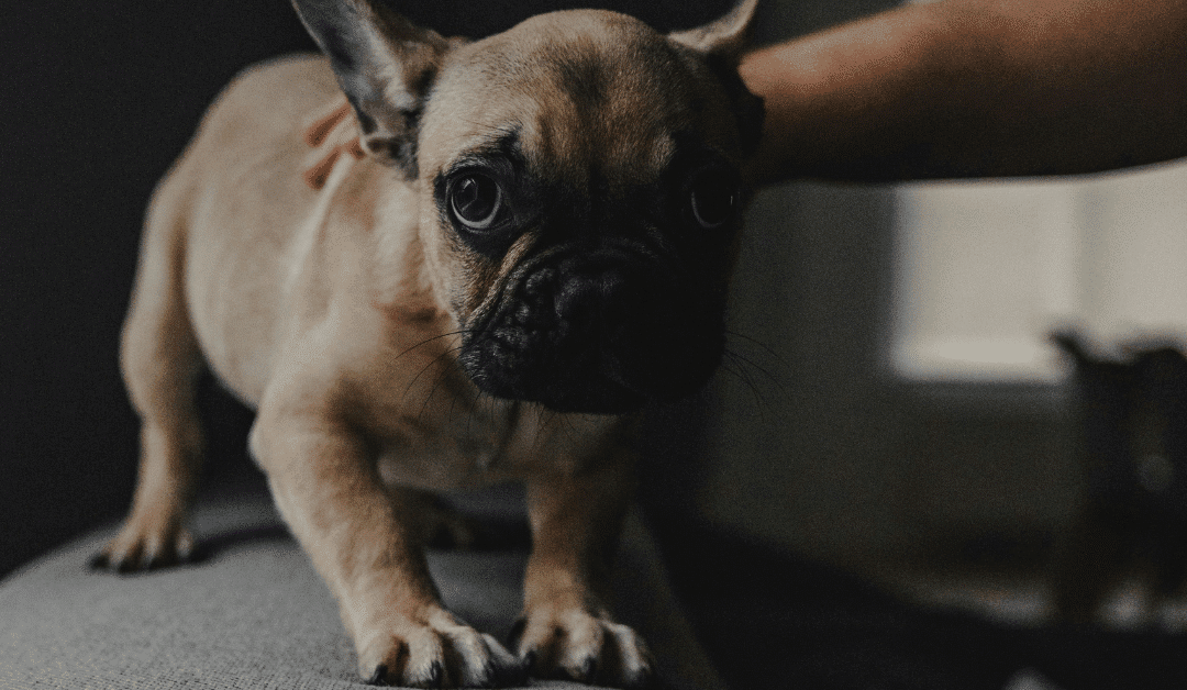 Scared Dog in Arlington, VA? How to Turn Fear into Focus with Canine Cardio’s Balanced Approach