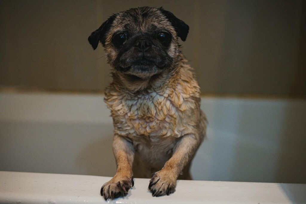 brown and black short coated small dog on bathtub