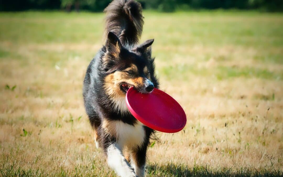 Dog Enrichment Ideas from Canine Cardio: Keeping Arlington and Alexandria Pups Active and Engaged