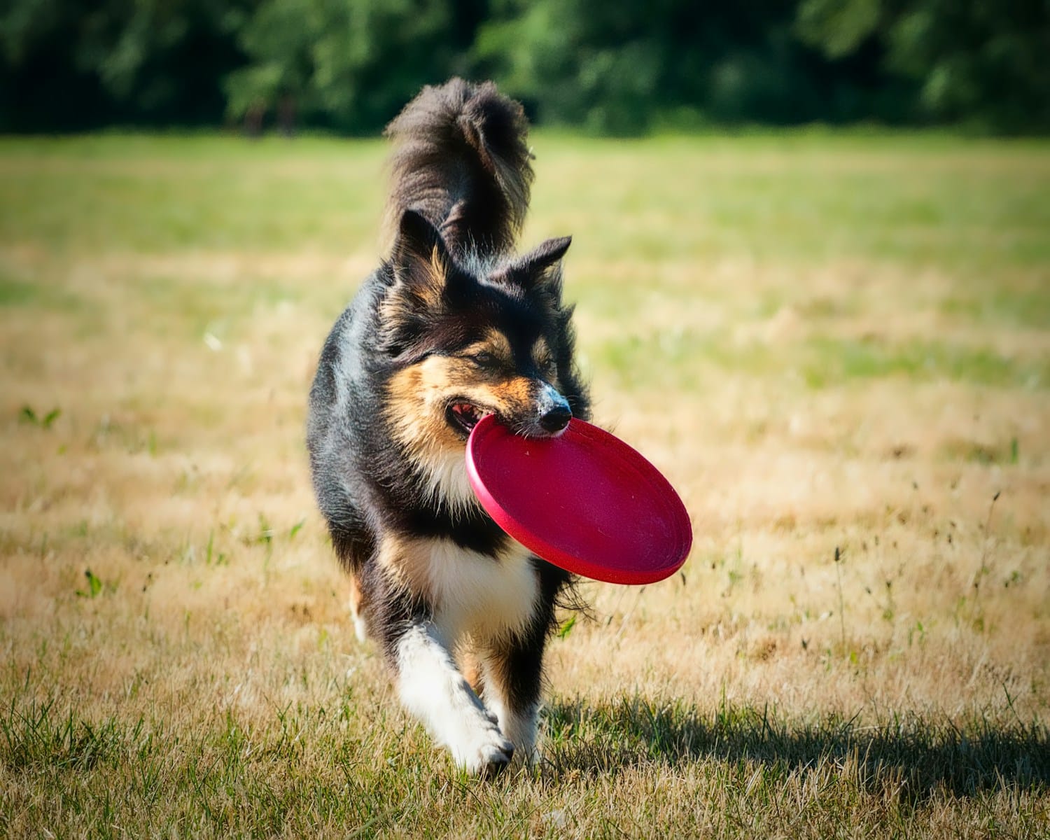 black and brown long coated dog biting red plastic heart toy on green grass field during (Dog Enrichment Ideas) from Canine Cardio: Keeping Arlington and Alexandria Pups Active and Engaged