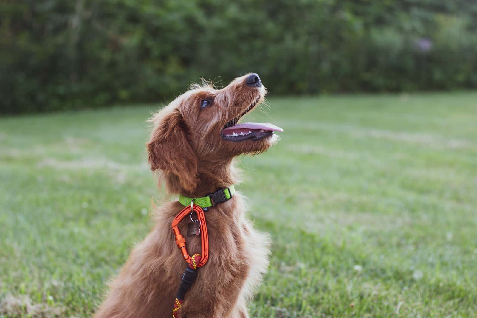 short-coated tan dog sits in green grass field during daytime Effective (Dog Training Methods) Used in Alexandria, VA