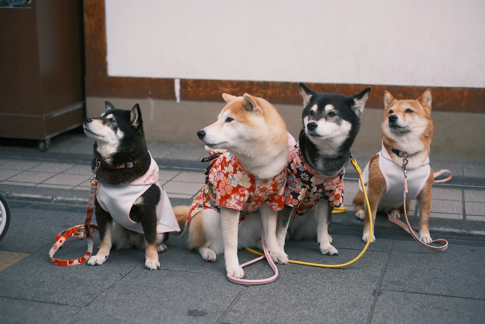 a group of four dogs sitting next to each other (Dog Training Programs) Near Alexandria, VA: Helping Local Pups Learn and Thrive