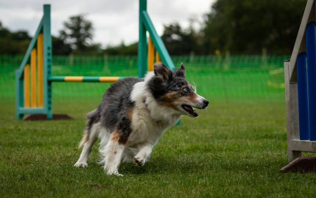 Proven Dog Training Techniques from Canine Cardio for Alexandria Pet Owners