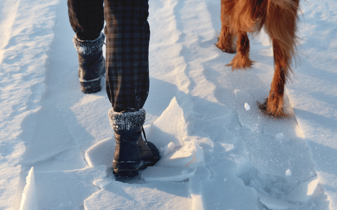 Dog Day Care In Arlington: Why Structure and Routine Matter