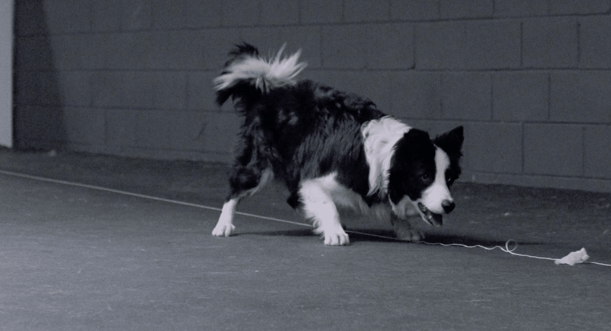 Prey Play Thursdays – Lure Coursing