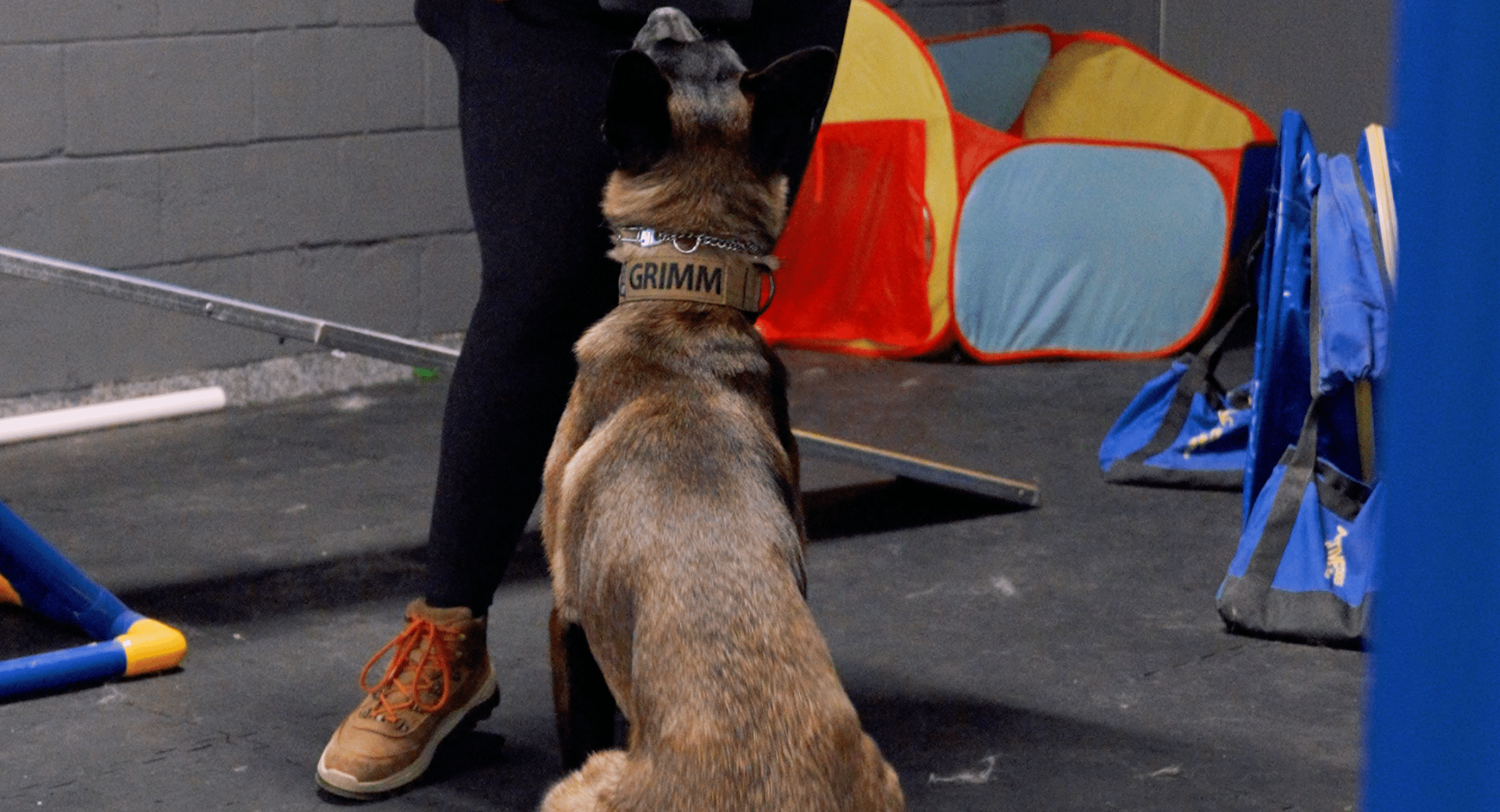 Working Dog Wednesday