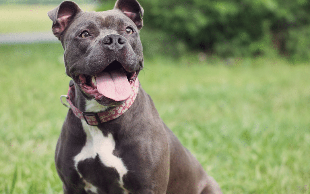 Best Dog Boarding in Northern Virginia: Why Canine Cardio Should Be Your First Choice