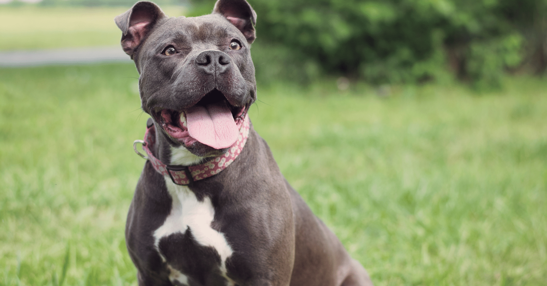 best dog boarding in northern virginia