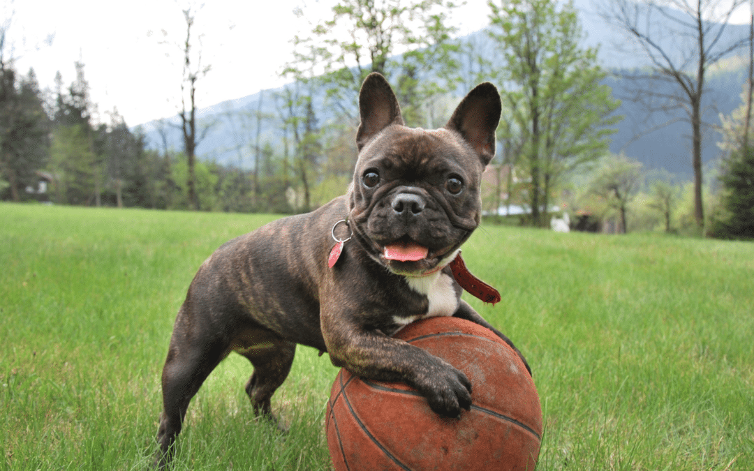 Dog Boarding in Arlington: A Guide to Stress-Free Stays