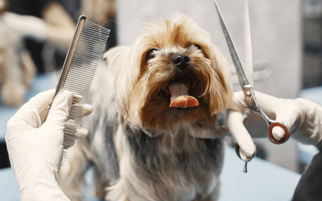 Dog Grooming in Arlington: How Regular Care Supports Your Dog’s Wellness