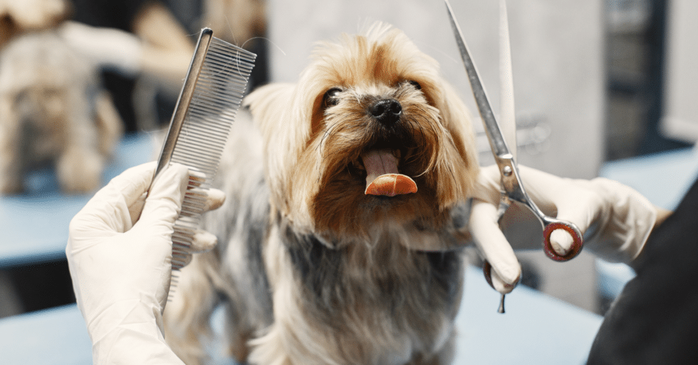 Take A Look About Dog Grooming Arlington Vafeed