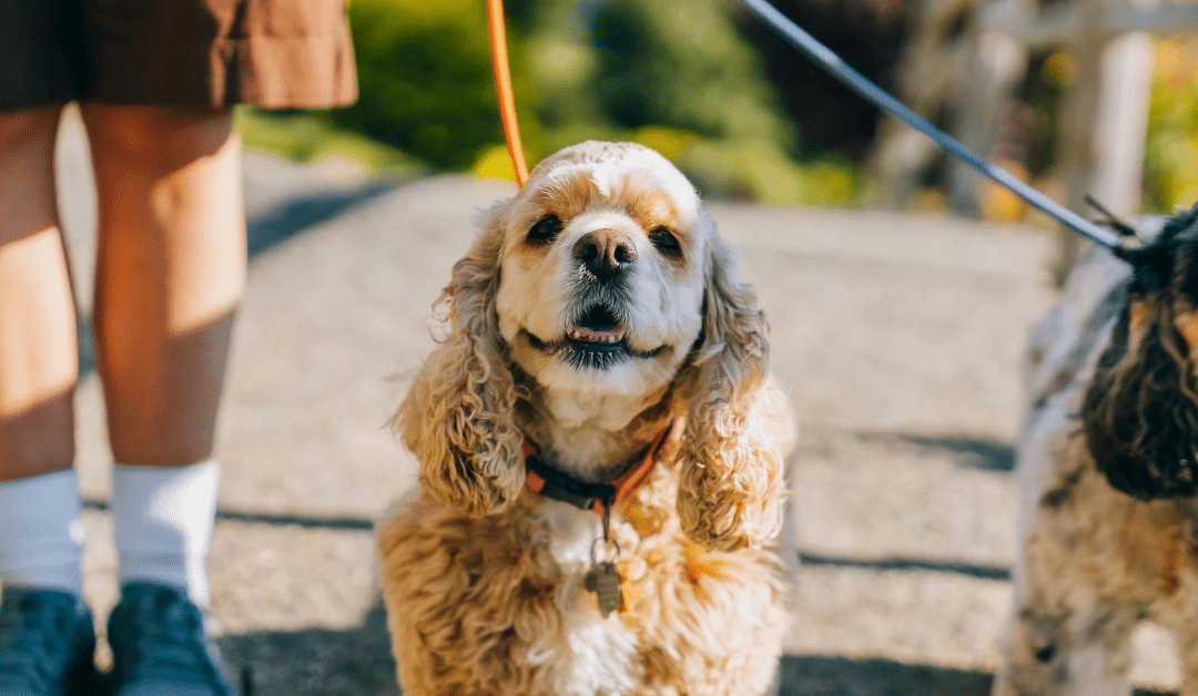 Dog Walking in Arlington & Alexandria: How Structured Walks Improve Your Dog’s Health