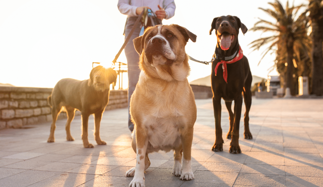 Choosing Dog Walking Services in Arlington and Alexandria: What Local Pet Parents Should Know